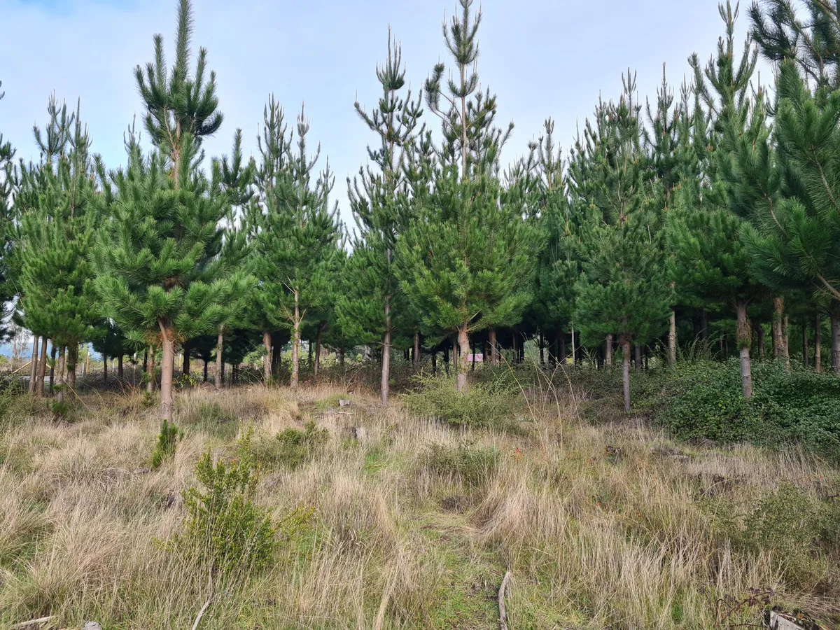 Bosque y parcelas privadas en Santa Juana